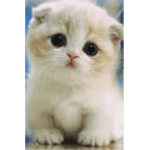 Kitten Fans 123