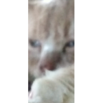 Rich spiked cat