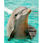 The dolphin group <3 Group Thumbnail