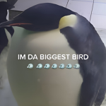 I’m da biggest bird bruh