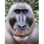 Thunder Monkeys