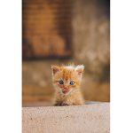 Fluff_friends