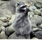 Raccoon clan