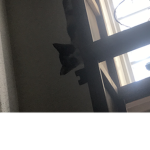 Cats HQ