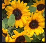 •Sunflower sqaud •