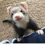 |~*|Ferret Group|*~|