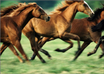 horse luvers!!!