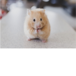 Hamster eater fans