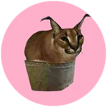 Кот в тазике мем