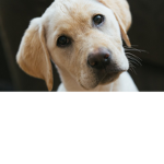 DOGS ARE THE BESTTTTTTTTTTTT