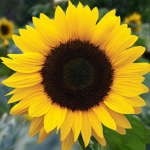 Sunflower Stuff and fun