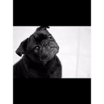 dog rule i love dogs