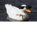Ducks United QUACK!