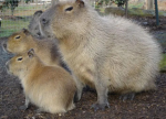 Capybara Cult!!!!!