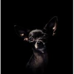 burnt chihuahuas