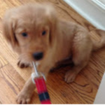 Golden Retriever's Forever :D
