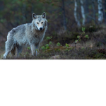 Wolf :V