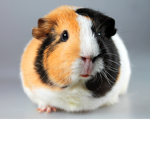 Guineapiggy group