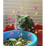 ~Honey bear sqaud!~