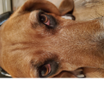 Mr doggy needs help today