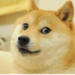 the oofin doges