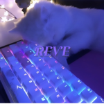 REVE ..