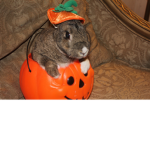 Bunny’s rh cool