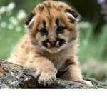 baby animals pls