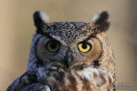 Owl’s Nest