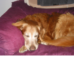cute dogo cool dog
