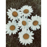 KK’s daisy’s