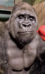 That One Monke Group