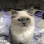 Perla Cats