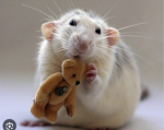 Remy’s Rats <3