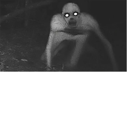 BIG Terrifying forest {ADMIN}
