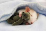 The rats and the besties <3