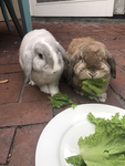 Luna and Bear’s! (My 2 bunnies)