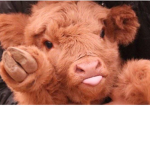 COWS MOO!