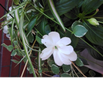The sunshine flower
