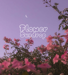 Flower sundrop
