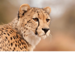 The Elemental Cheetahs