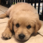 Puppy’s make me happy