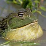 Kermit_boy_86