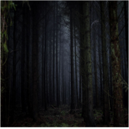 Hypno's Forest