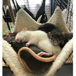 rat squad !