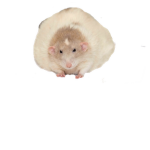 Rat Bois