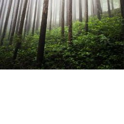 Into the forest [Working order]