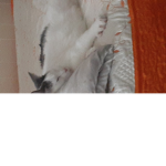 Nat The Cat Is A Cat