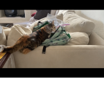 WE LOVEEE CATS!!!!
