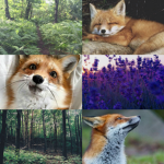 The Foxes In Aria
